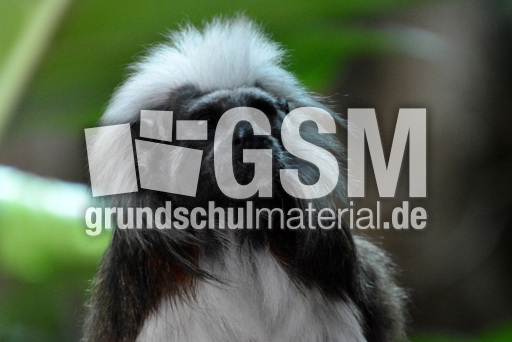 Lisztäffchen (5).jpg